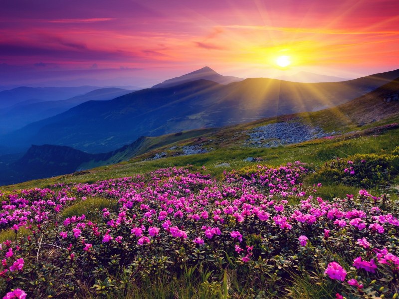 Saceleaus-Pink Flame-Step 5_800_600