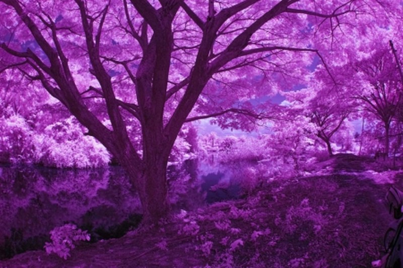 fronlahamm-purple_800_532