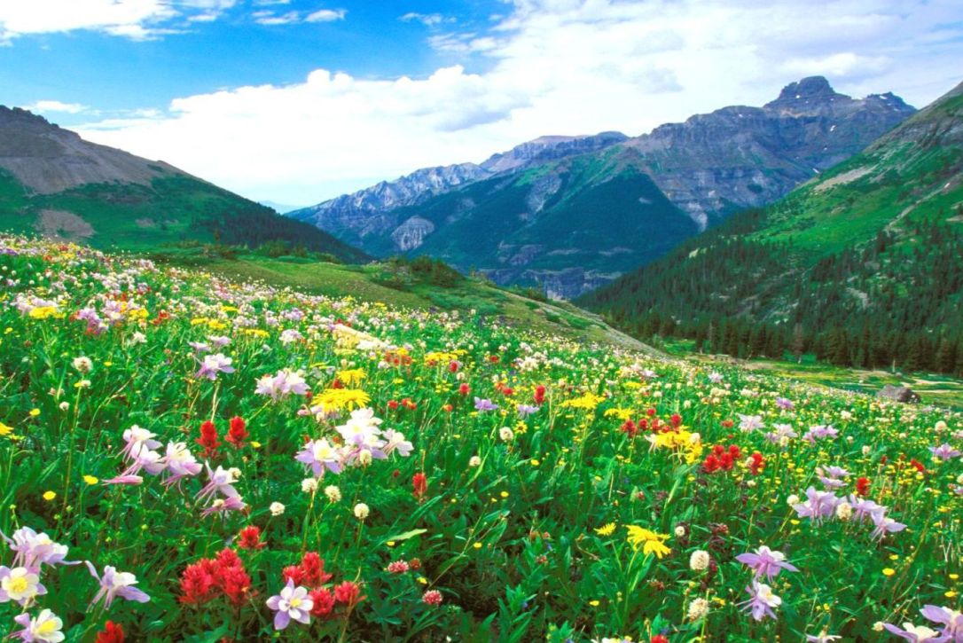 meadow mountain Shalancheiee