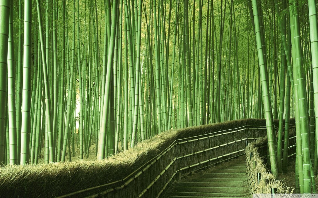 Taiwan Bamboo forest